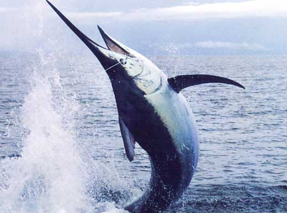 Marlin Fishing Florida Key West