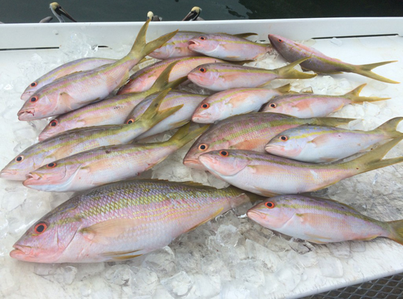 Yellowtail Snappers Yellowtail Snappers