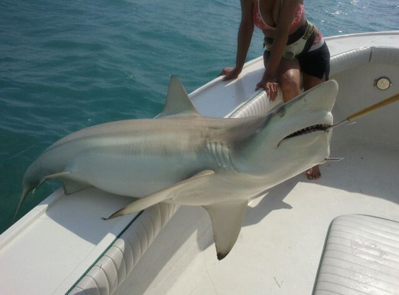 Photo of a shark caught while out fishing with Captain Moe's Lucky Fleet