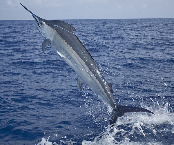 Fishing Charters Florida Keys