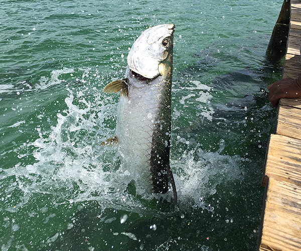 Tarpon Fishing in Key West