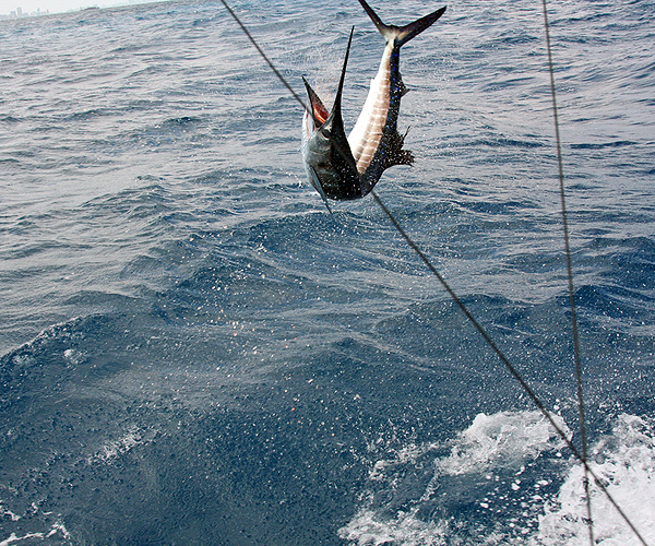 Best Fishing in Key West