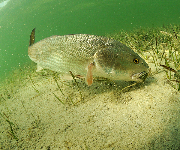 Key West Backcountry Fishing