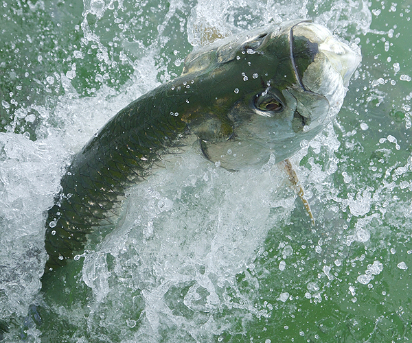 Key West Tarpon Fishing