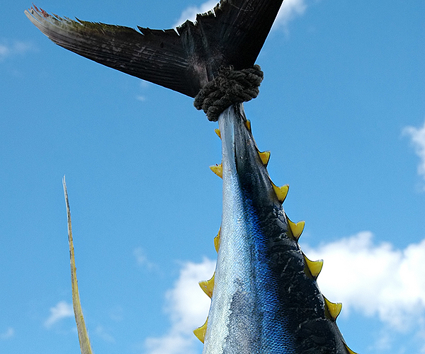 Best Charter Fishing in Key West
