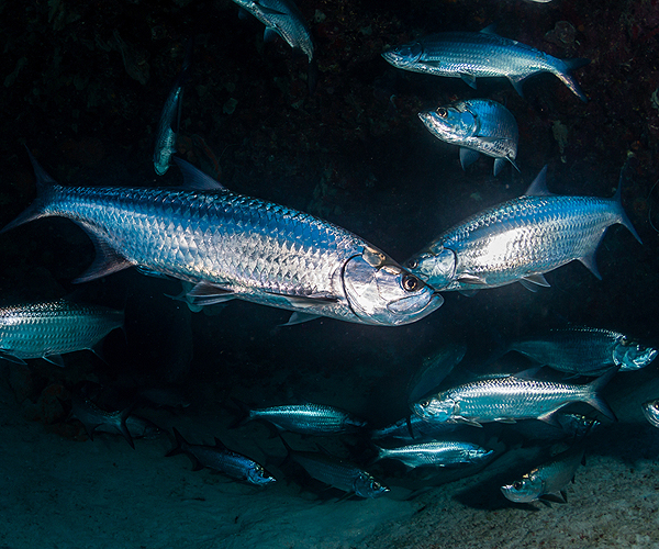 Key West Tarpon Fishing