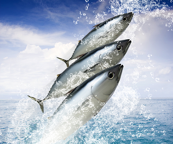 Best Fishing in the Florida Keys
