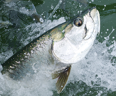 Charter Boat Fishing