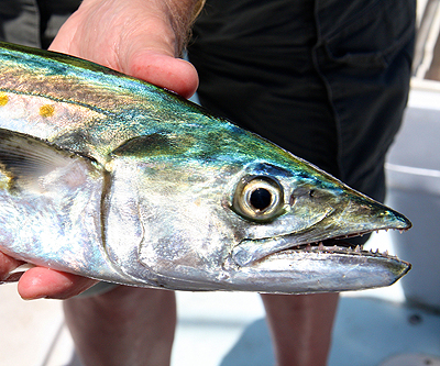 Family Fishing Charters in Key West Florida