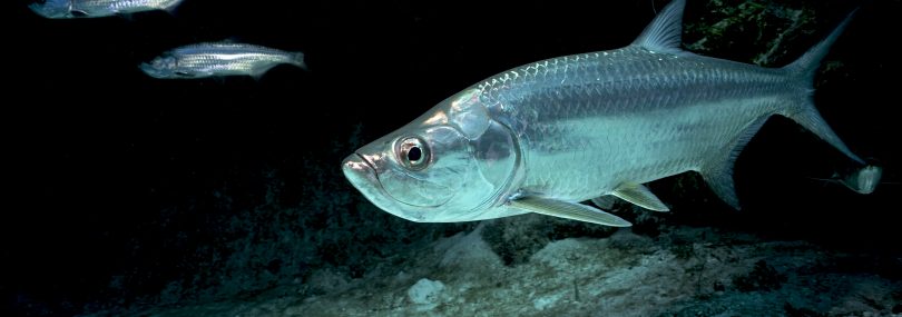 March Fishing Report